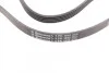 <strong>Ремень генератора Passat B5/Audi A4/A6 1.9TDI >11/00 CONTITECH 5PK1592 (фото 2)</strong>