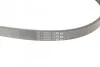 <strong>Пас поліклиновий Ford Fiesta VI 1.25-1.6Ti 08- CONTITECH 6PK1033ELAST (фото 3)</strong>