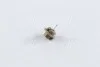 <strong>Лампа розжарювання BAX BX8,4d Beige 12V 1.8W (вир-во Philips) PHILIPS 12629CP (фото 1)</strong>